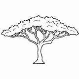 Tree Acacia Coloring African Pages Drawing Trees Arbre Savane Dessin Outline Coloriage Africa Templates Surfnetkids Printable Silhouette Afrique La Nature sketch template
