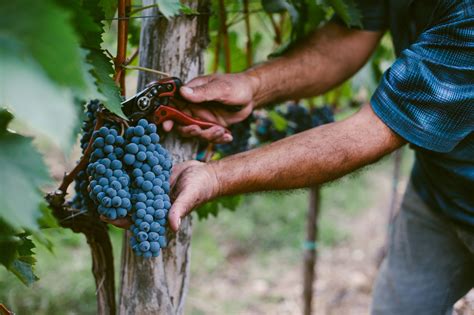 harvesting wine grapes