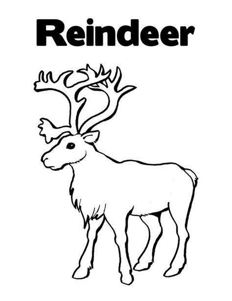 images  reindeer  pinterest arctic animals deer
