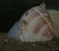 Afbeeldingsresultaten voor Gewone Venusschelp Geslacht. Grootte: 121 x 106. Bron: www.strandwerkgemeenschap.nl