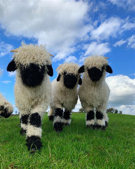 worlds cutest sheep valais blacknose sheep resemble stuffed toys