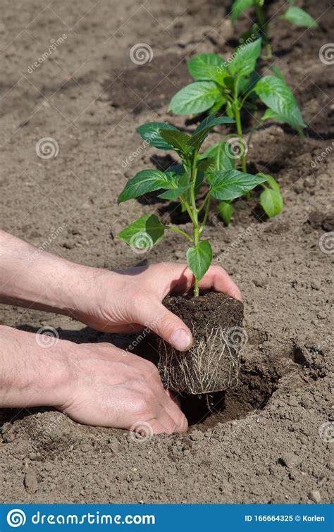 planting seedlings  bell pepper   open ground stock image image  rural cottage
