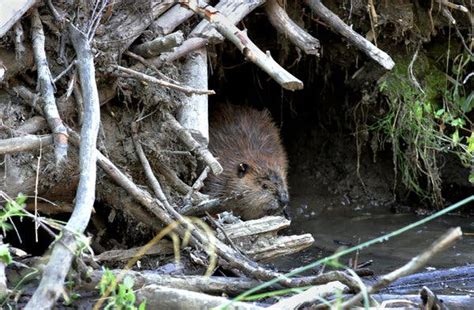 Reversing Course On Beavers The New York Times