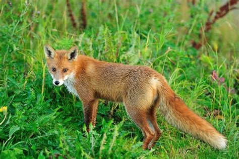 de mysterieuze vacht van de vos nader bekeken onze natuur
