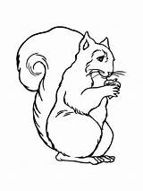 Ecureuil Scoiattolo Colorat Veverite Squirrel Animale P19 Planse Gifgratis Primiiani Desen Stampare Prend Codes Ton Desene Codice Preleva Megghy sketch template