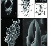 Afbeeldingsresultaten voor "pneumodermopsis Polycotyla". Grootte: 201 x 185. Bron: www.researchgate.net