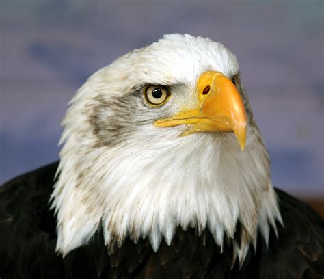 filebald eagle head frontaljpg wikimedia commons