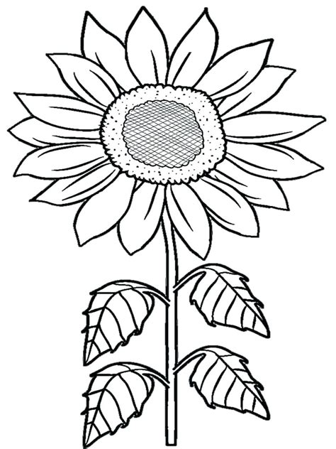 sunflower coloring pages printable  getdrawings