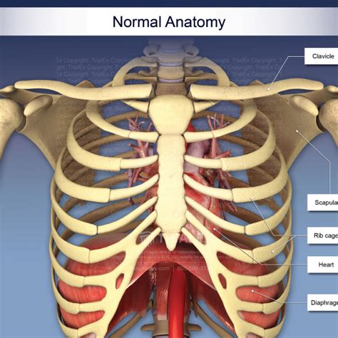 normal anatomy   thorax trialexhibits