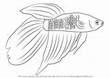 Fish Fighting Siamese Drawing Draw Betta Sketch Beta Step Fishes Paintingvalley Drawings Learn Animals Tutorial Sketches sketch template