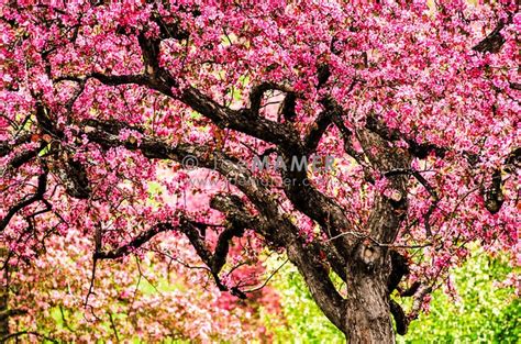 apple trees  bloom   university  minnesota landscape arboretum