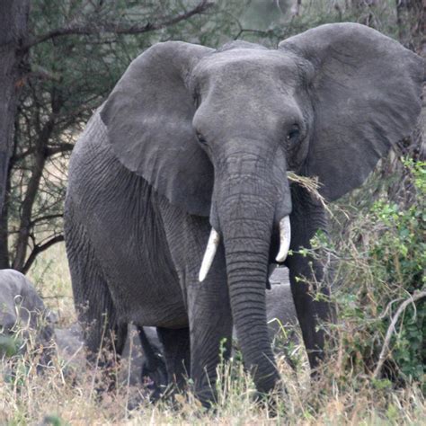 lo sai che gli elefanti exploring africa