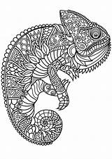Chameleon Coloring Book Pages Chameleons Complex Patterns Beautiful Adult Printable Adults Lizards Animals sketch template