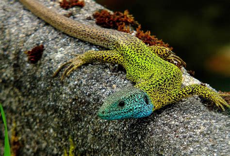 picture nature lizard animal zoology chameleon reptile animal