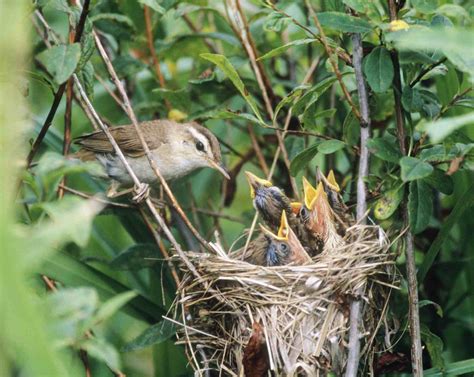 bird nest identification