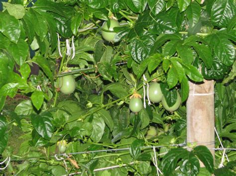 My Edible Fruit Trees Passionfruit Vines Vic