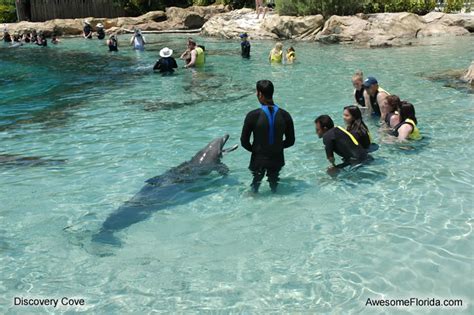 discovery cove attractions