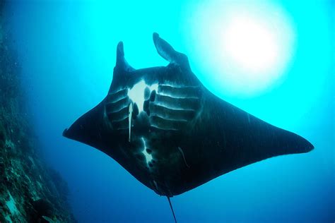 beautiful black manta rays  raja ampat papua paradise
