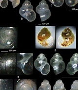 Afbeeldingsresultaten voor "rissoella Globularis". Grootte: 160 x 185. Bron: www.researchgate.net