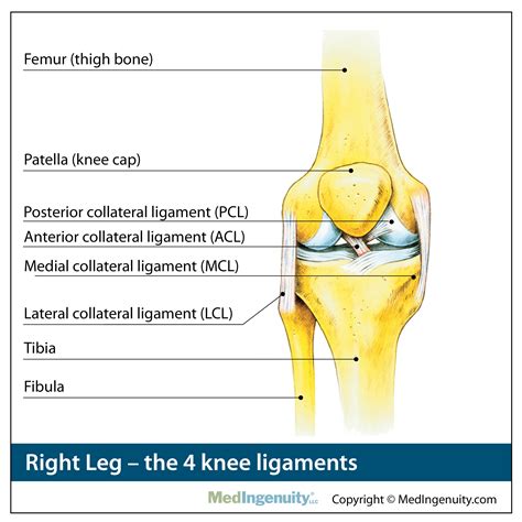 parts  knee diagram