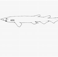 Afbeeldingsresultaten voor "apristurus Japonicus". Grootte: 188 x 185. Bron: shark-references.com
