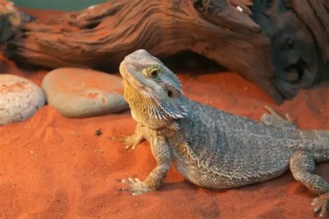 top   bearded dragon substrate choices  reptiles