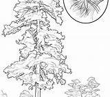 Tree Coloring Roots Pages Printable Christmas Getdrawings Getcolorings Color sketch template