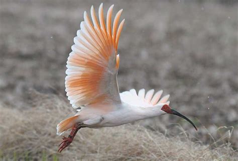 japanese crested ibis japan experience