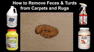 clean  carpet  dog poop howto disinfect