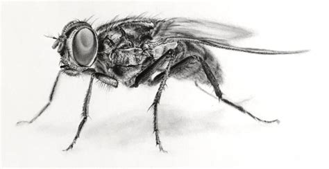 draw realistic insects ran art blog