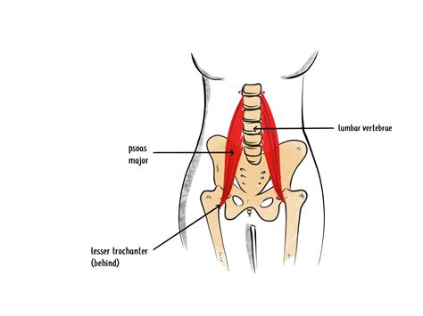 Deep Dive Into The Anatomy Of The Hip Flexor Muscles Hip Hook By Aletha