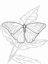 Morpho Ausmalbilder Mariposa Schmetterling Admiral Ulysses Tsgos Zeichnen Designlooter Coloringbay sketch template