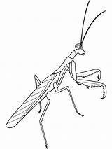 Mantis Praying Coloring Pages Clipart Insects Insekten Color Kids Bug Outline Printable Colouring Insect Embroidery Line Drawing Fun Draw Ausmalbild sketch template