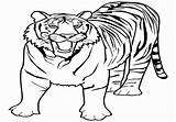 Tiger Bengal Coloring Pages Getcolorings Getdrawings sketch template