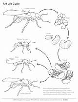 Ant Life Cycle Cell Drawing City Handouts Handout Getdrawings sketch template