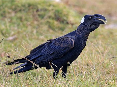 Thick Billed Raven Ebird