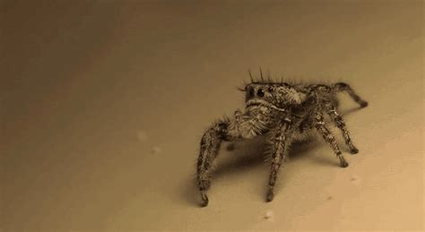 jumping spiders spider gif find share  giphy