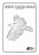 Coloring Eagle Tailed Pages Cool Tail Print sketch template
