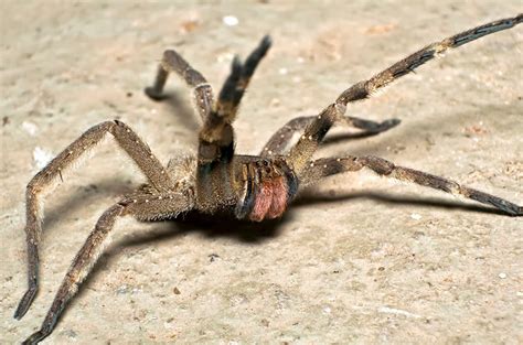 aranhas mais venenosas  mundo gigantes  mundo