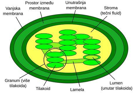 chloroplast diagram clipart