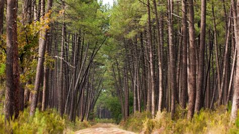 french forest industry   advantage   growing forests euractiv