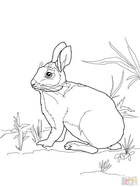 cottontail marsh rabbit coloring pagejpg  coloring pages