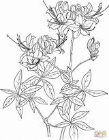 Rhododendron Coloring Pages Flower Azalea Flame Supercoloring Printable Template Vector Adult sketch template