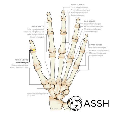 body anatomy upper extremity joints  hand society