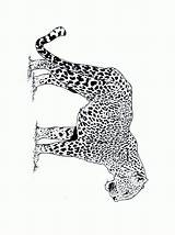 Jachtluipaard Kleurplaten Felini Colorat Cheetah Tigri Animale Kleurplaat Gepard Mewarnai Guepard Leopardos Ghepardo Planse P03 Citah Felins Sauvages Animierte Coloriages sketch template