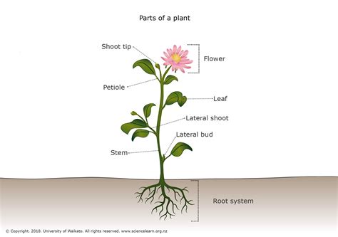 parts   plant labeled   body  description including stem flower leaf root