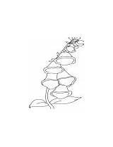 Bell Flower Perennial Coloring Shape sketch template