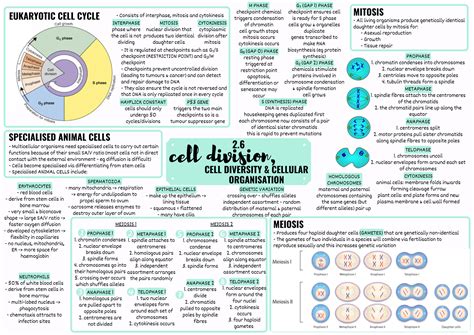 ocr alevel biology cell division diversity differentiation