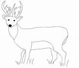 Deer Coloring Tailed Pages Kids Printable Animals Sheknows Animal Choose Board sketch template