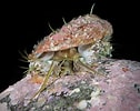 Afbeeldingsresultaten voor "haliotis Tuberculata". Grootte: 126 x 100. Bron: www.monaconatureencyclopedia.com